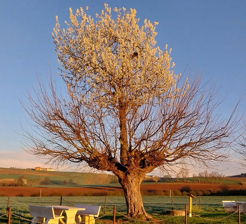 Ci vediamo al bialbero!