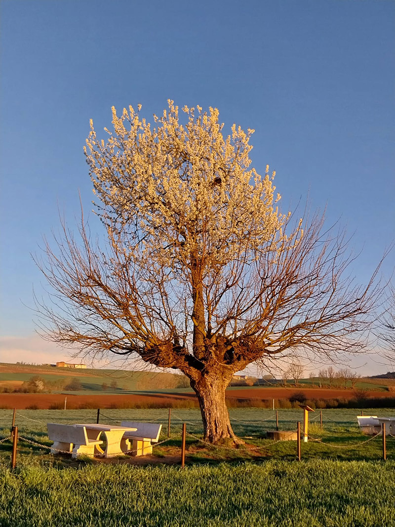 Il bialbero